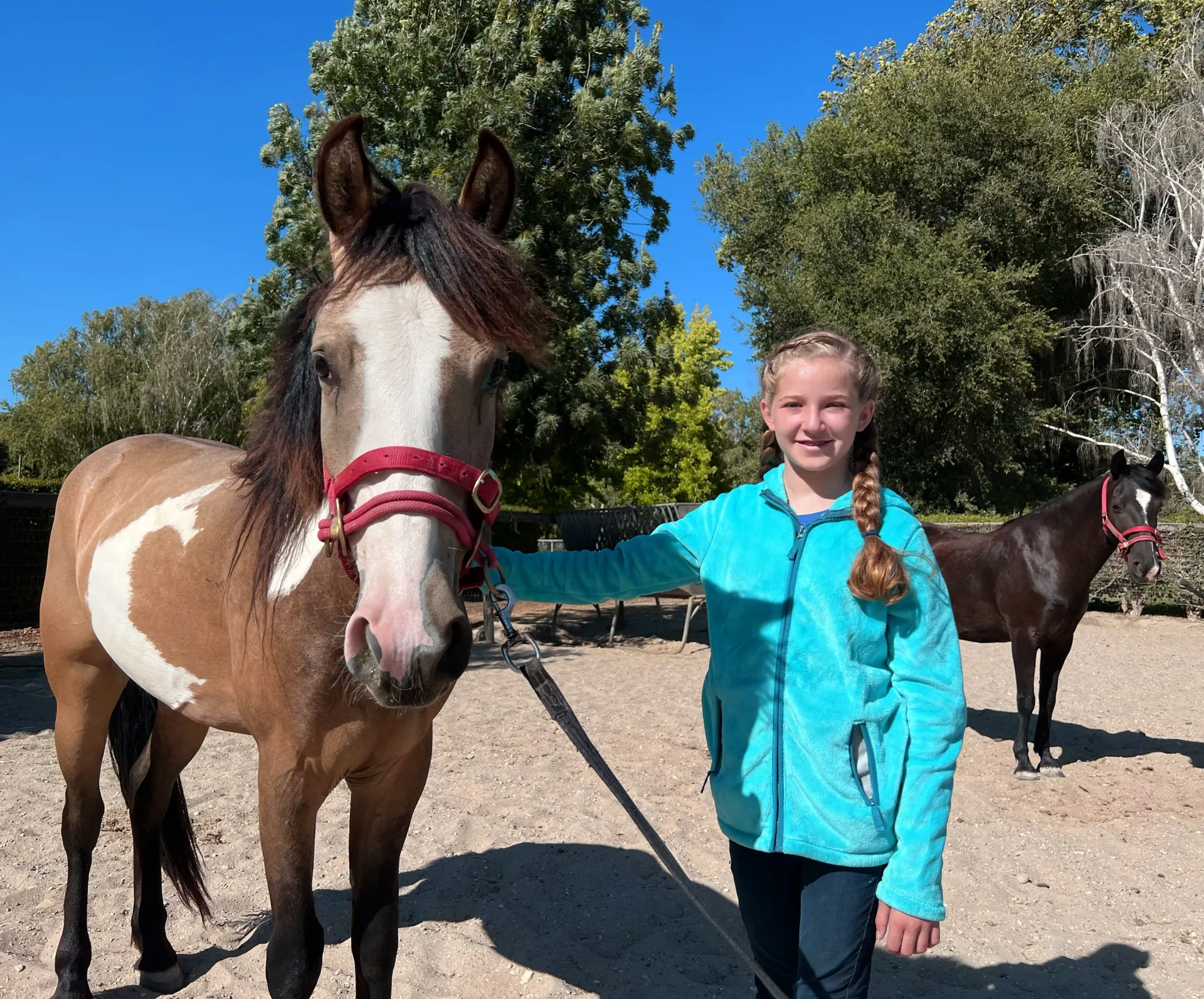 Monty Roberts with a wild mustang.