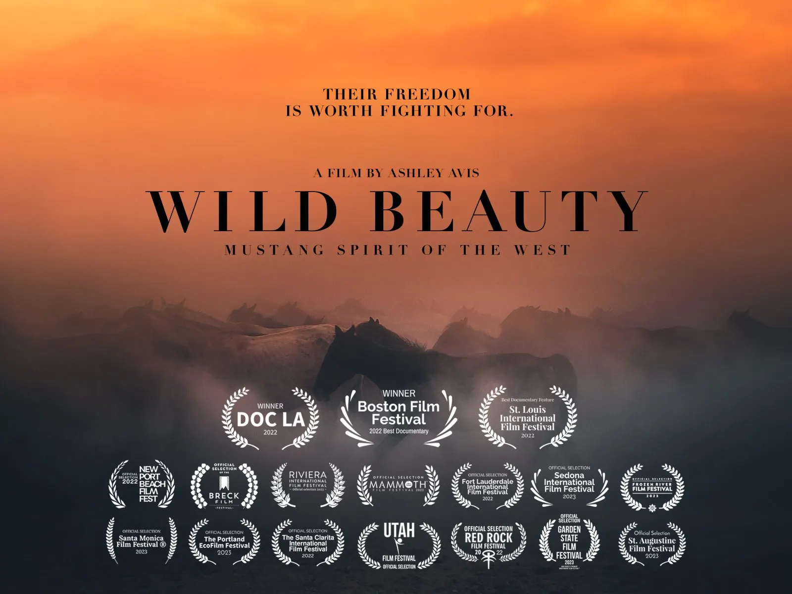 A wild mustang stallion, still from the Wild Beauty documentary.