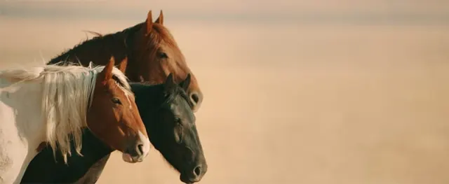 Screenshot from the Wild Beauty documentary.