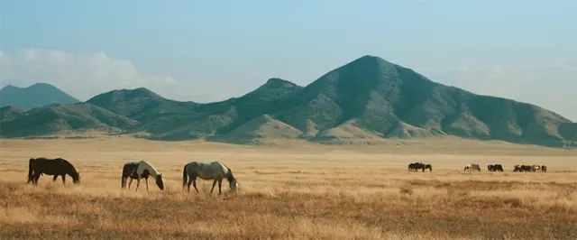 Screenshot from the Wild Beauty documentary.