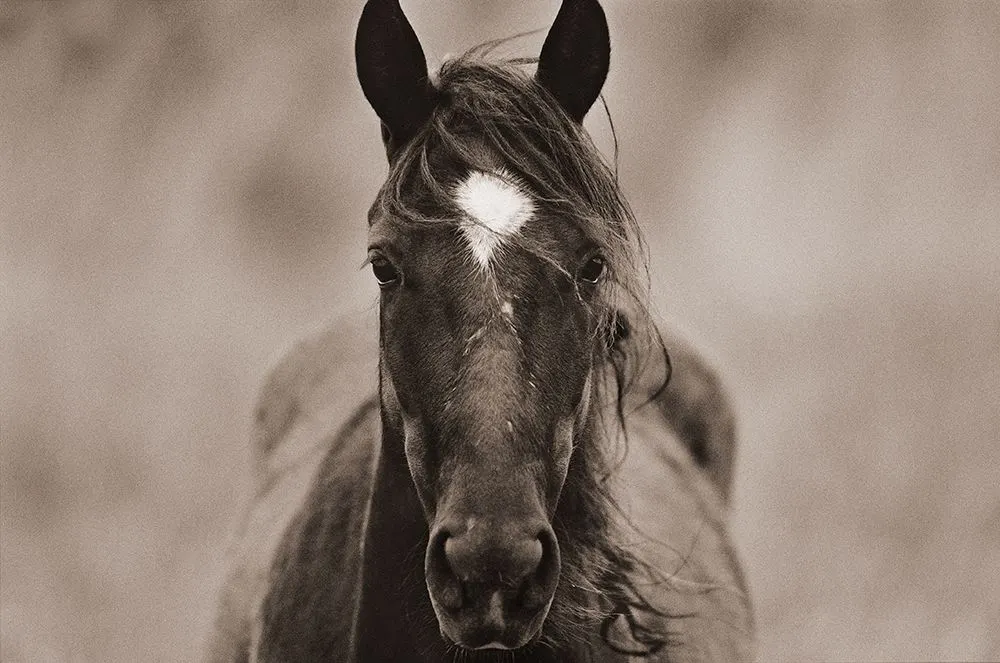 A wild mustang looks directly at the camera.