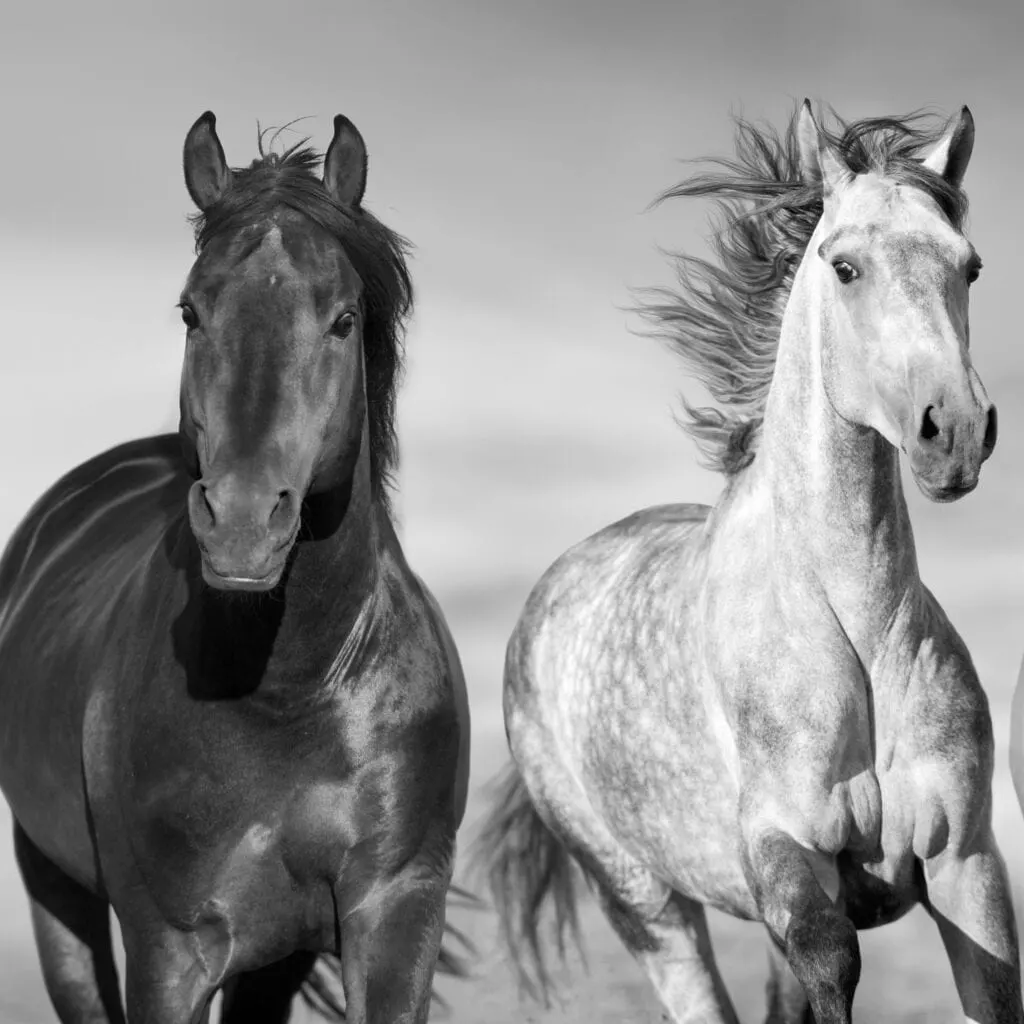 Wild horses on the range, featured in the Wild Beauty Foundation blog.