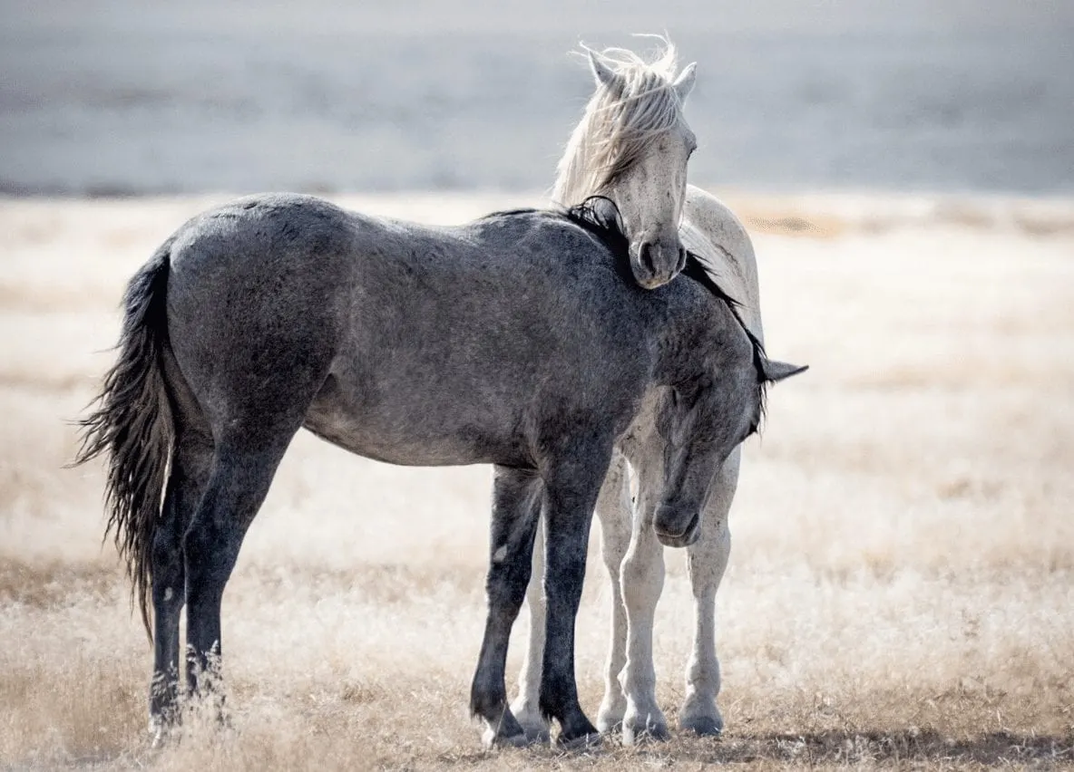 Wild horses running across open range.