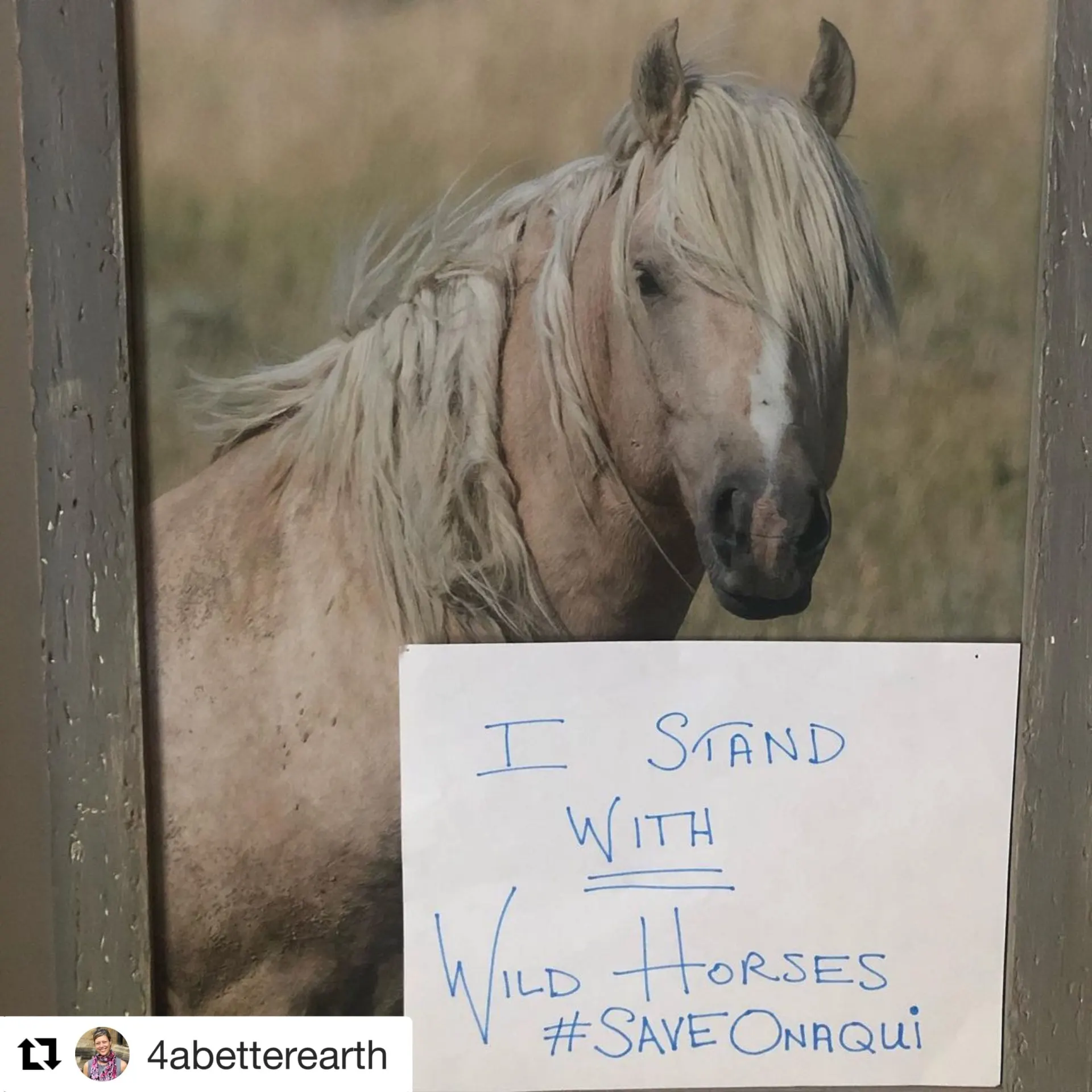 WBF_IStandWithWildHorses_19
