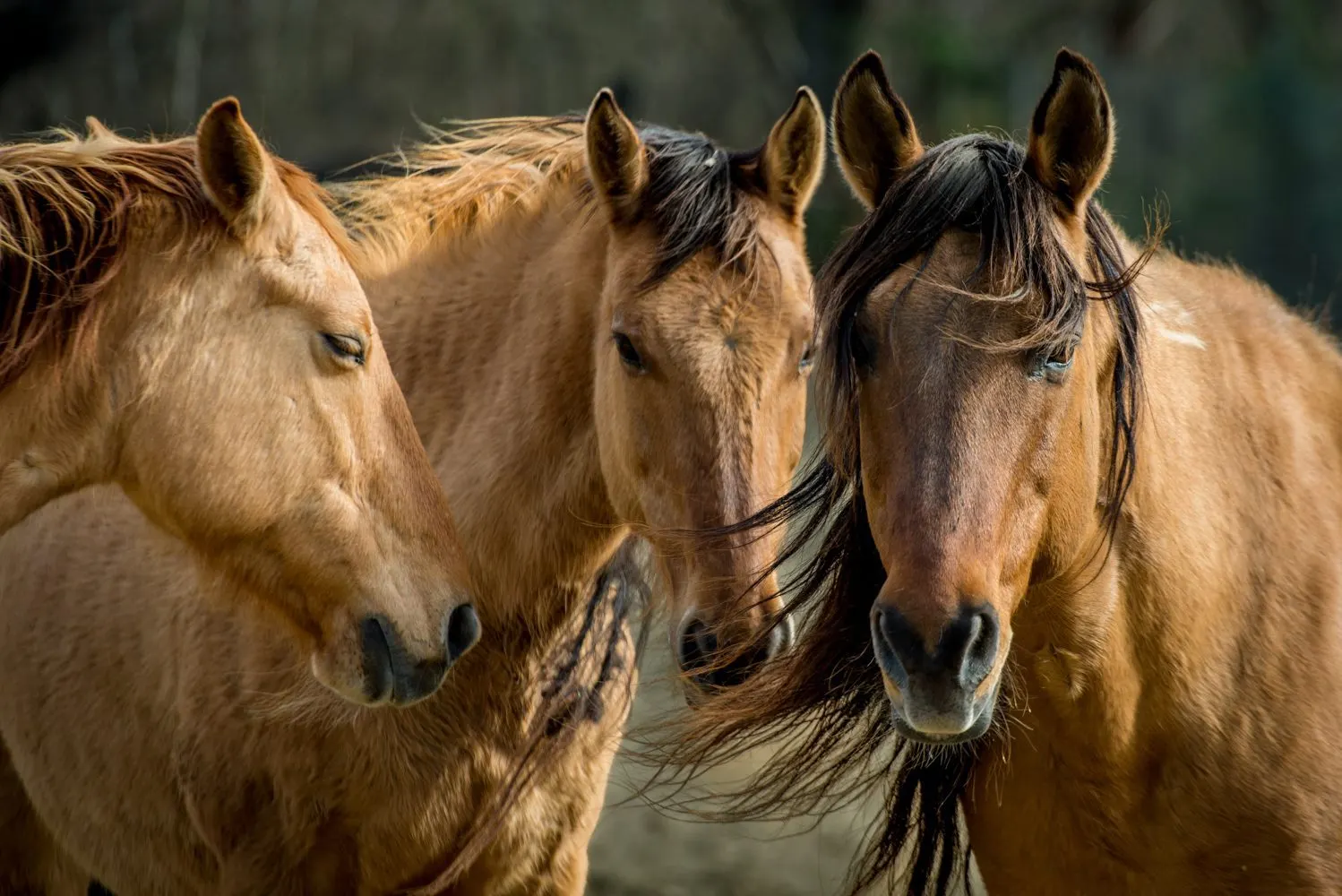 Chief and Mares Headshots