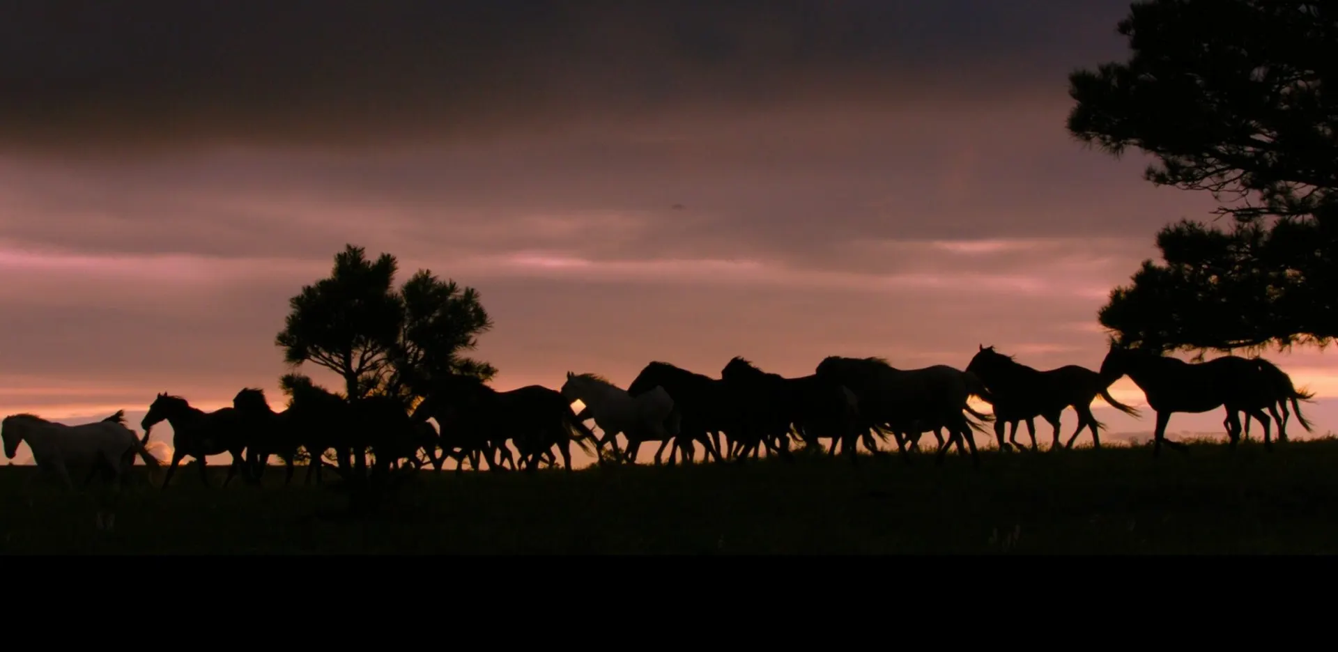 ShadowHorses