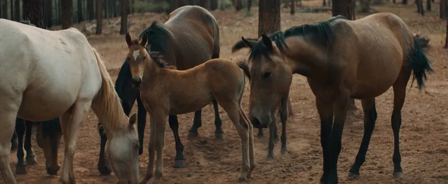 The majestic Alpine wild horses from our upcoming WILD BEAUTY documentary