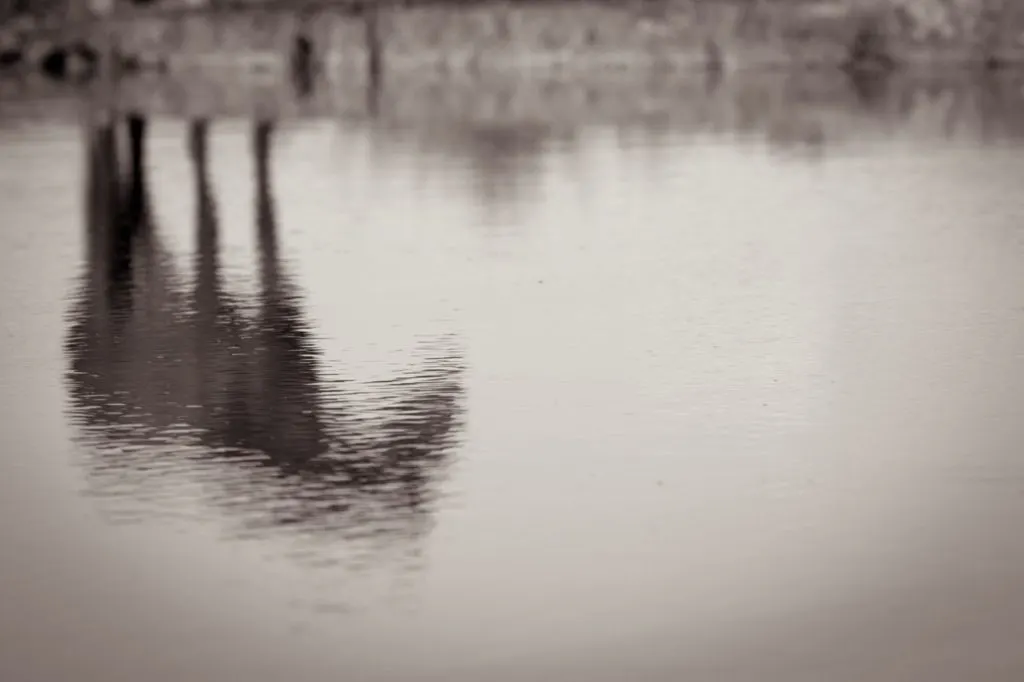 A Photograph of a Wild Horse's Reflection Taken by Kimerlee Curyl