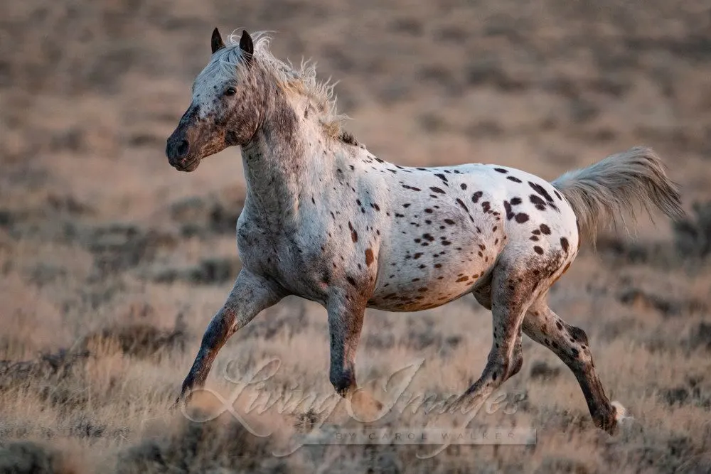 An Appaloosa Wild Horse Runs Free in a photo by Carol Walker