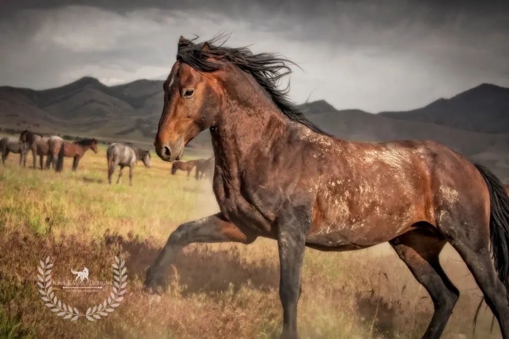 A photo of Alamo in the wild by Kisa Kavass Designs