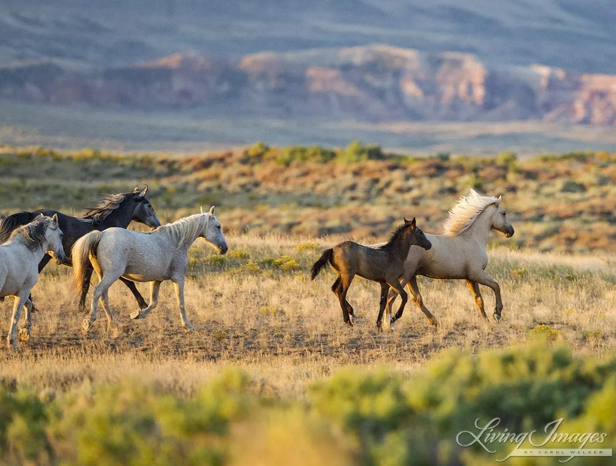 Adobe Town Mustangs by Carol Walker