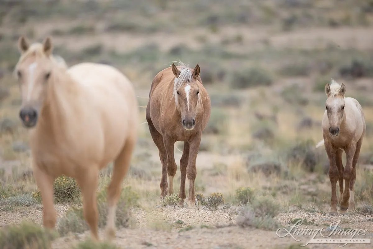 Salt Wells Creek Wild Palominos 
