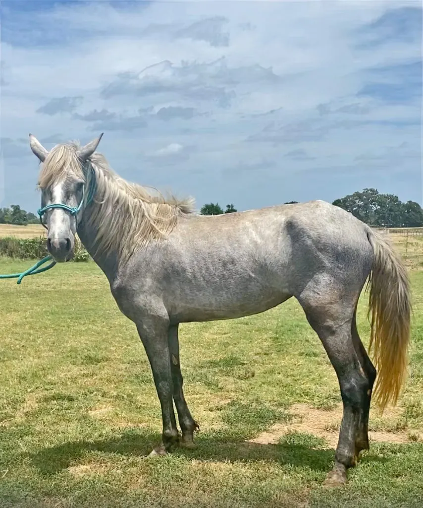 Our Newest Rescue Horse, Whisper, at a Rehabilitation Facility in Texas