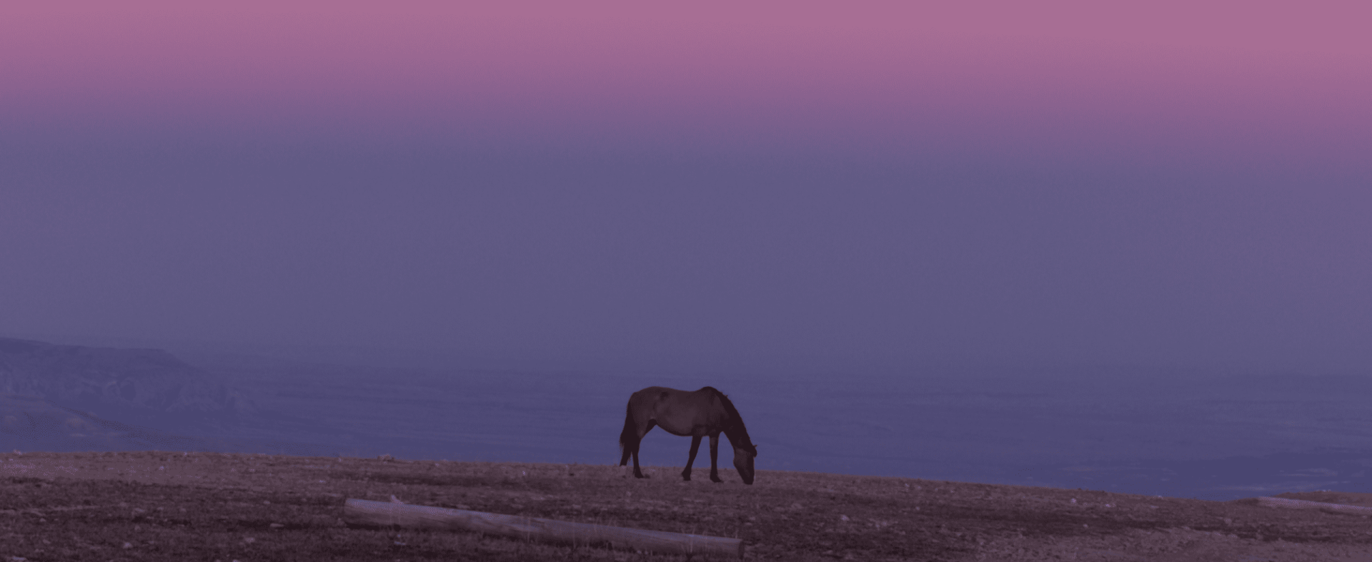 Pastel Sunset Single Horse from Wild Beauty