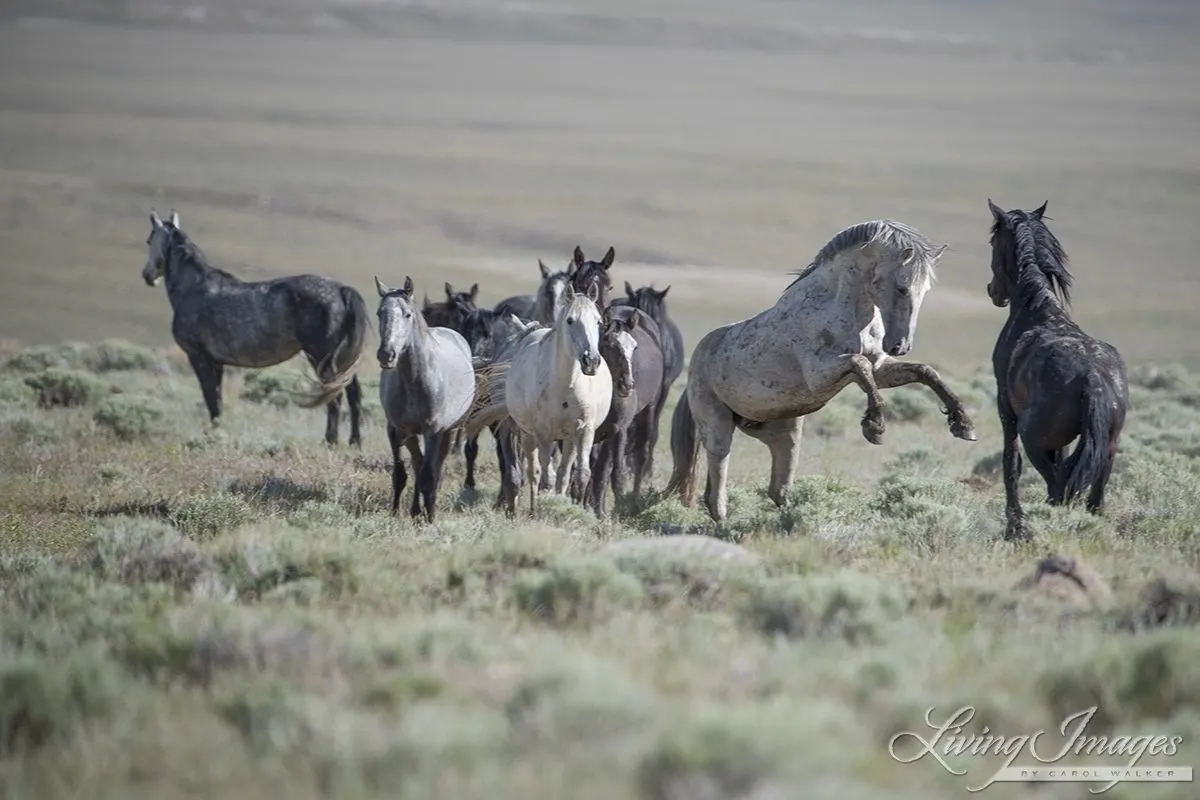 Green Mountain Mustangs by Carol Walker
