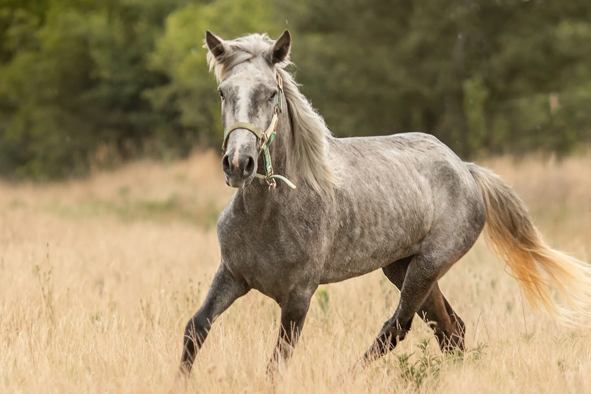Whisper during her rehabilitation in June 2022, photographed by the lovely Air Ponies.