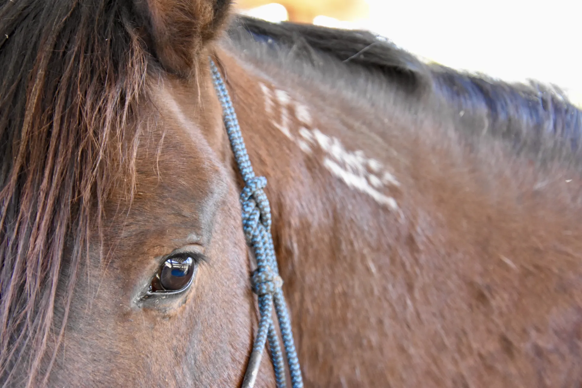 A closeup of Alamo's eye and brand sent to us by his adopter, Erin.