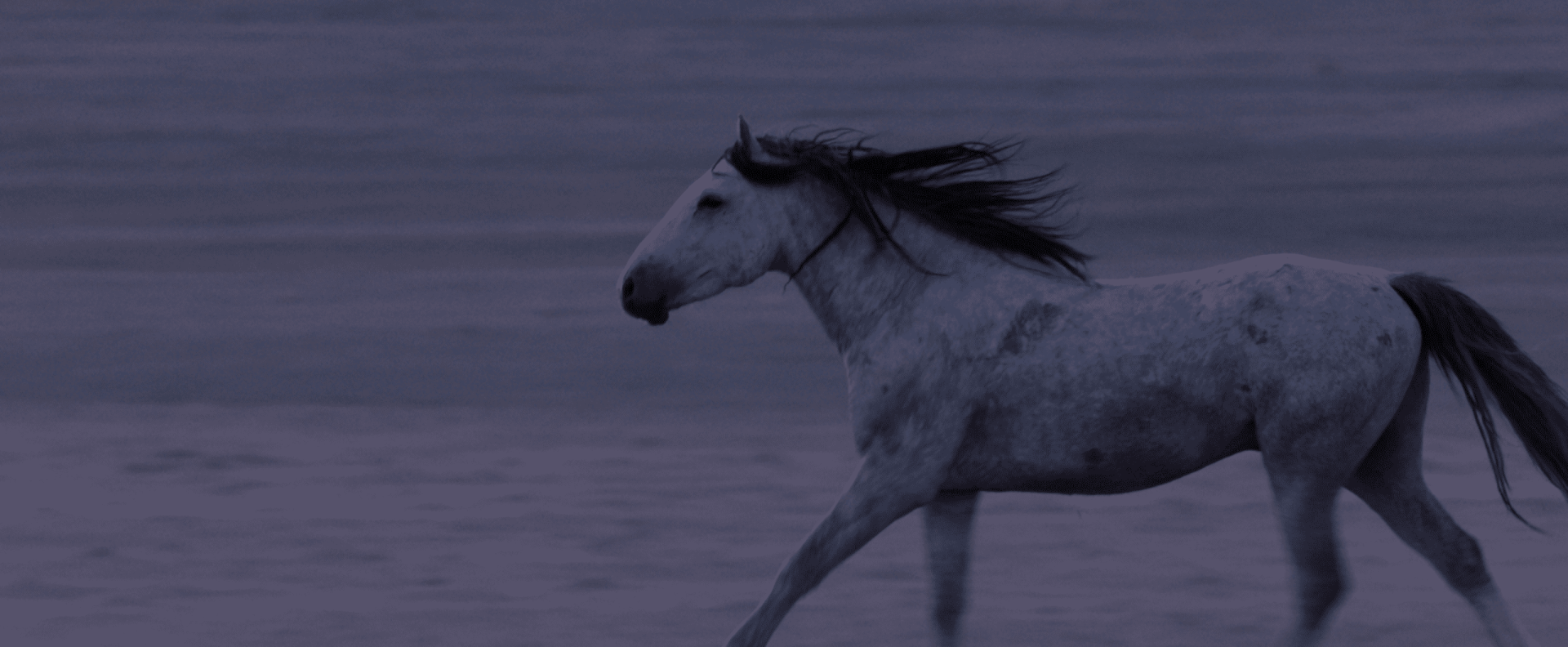 Running Mustang Wild Beauty