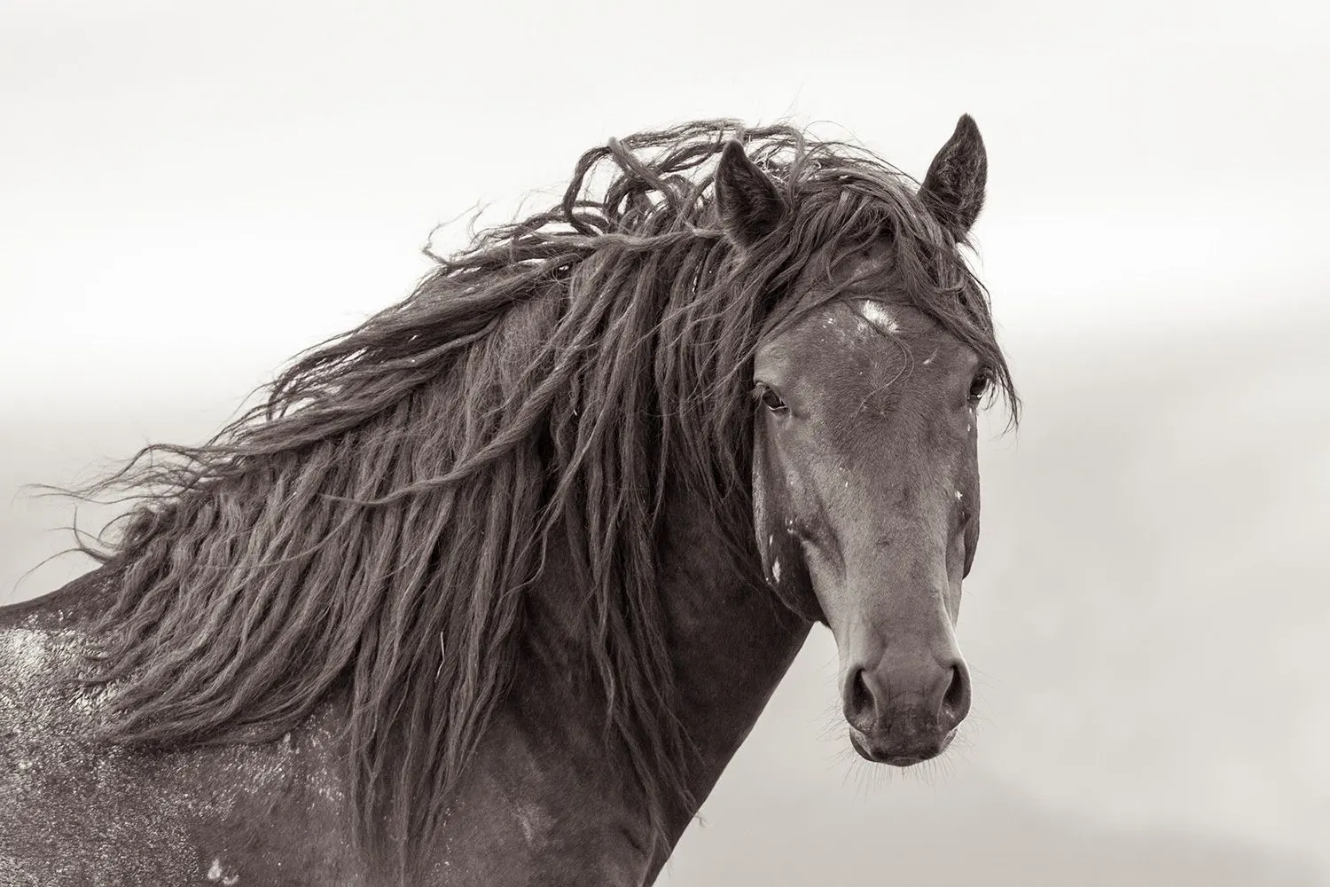 Wild Horse Portrait Black and White by Kimerlee Curyl