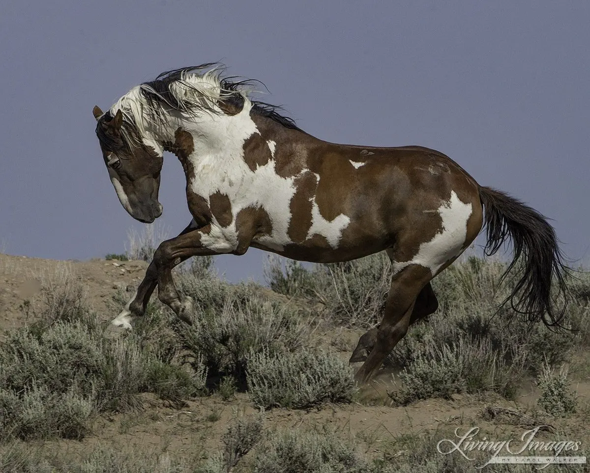 Picasso the Sand Wash Basin Stallion