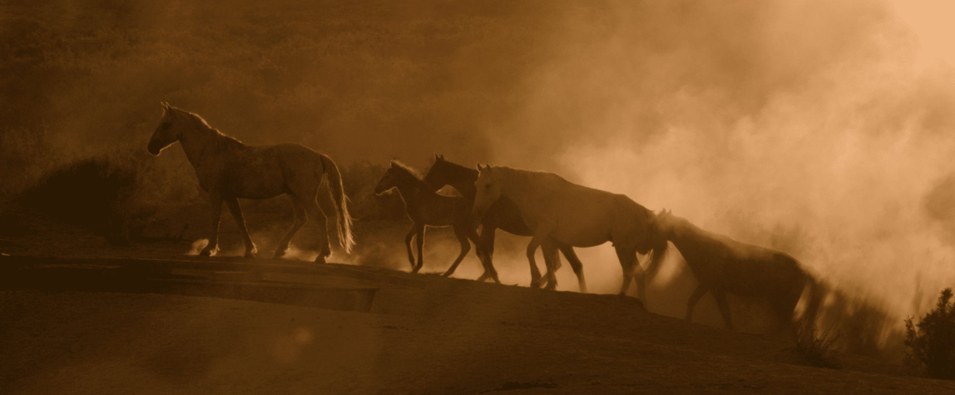 Wild Beauty Golden Dust