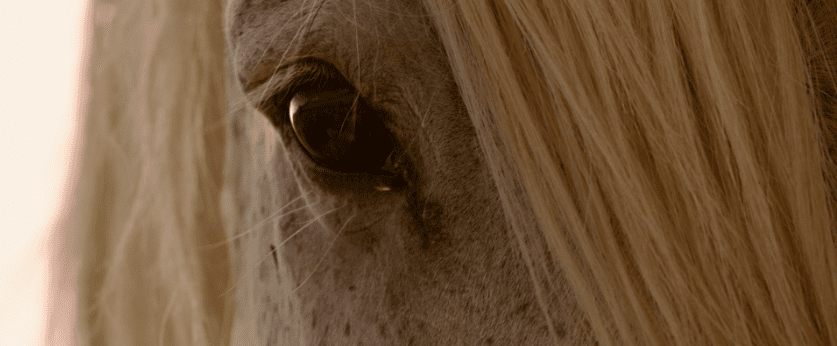 The eye of Old Man, an Onaqui wild horse from our upcoming WILD BEAUTY documentary