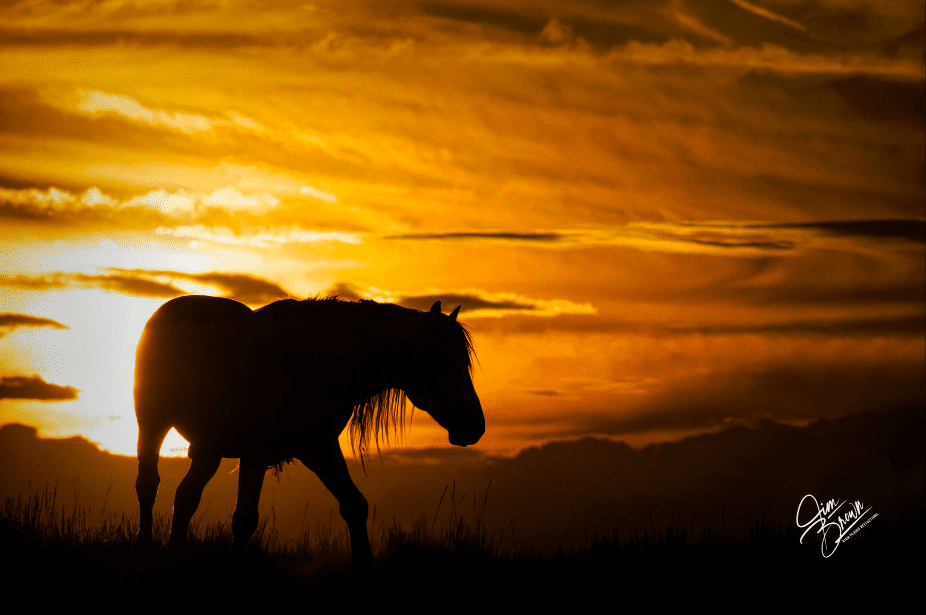 A Wild Horse Silhouette in a Fiery Sunset by Jim Brown 