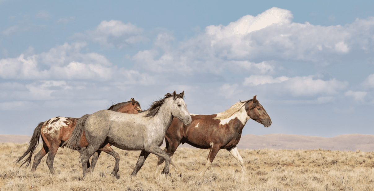 Bachelor Stallions by Chad Hanson