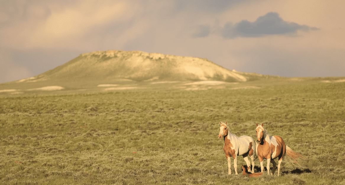 Horses in a Mountain Landscape by Chad Hanson