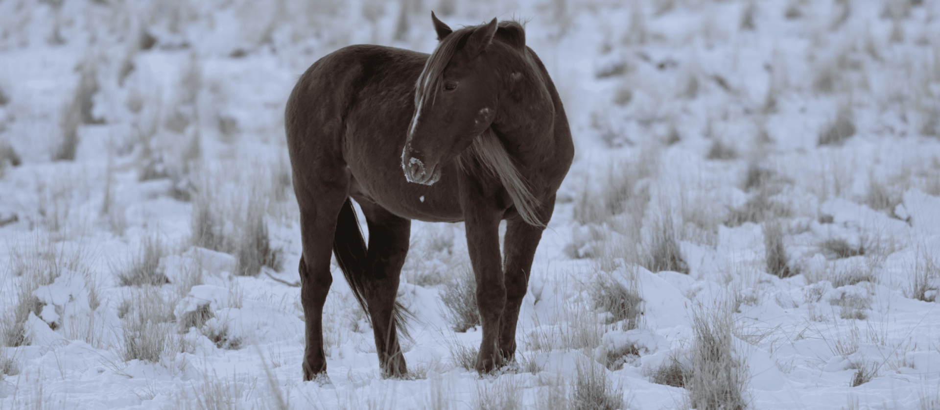 Chestnut Mustang in the Snow from Wild Beauty: Mustang Spirit of the West