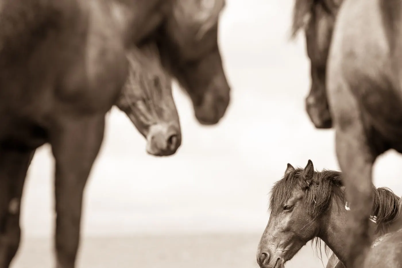 A Freeze Branded Mustang Lies in the Center of Several Others in a Photo by Kimerlee Curyl