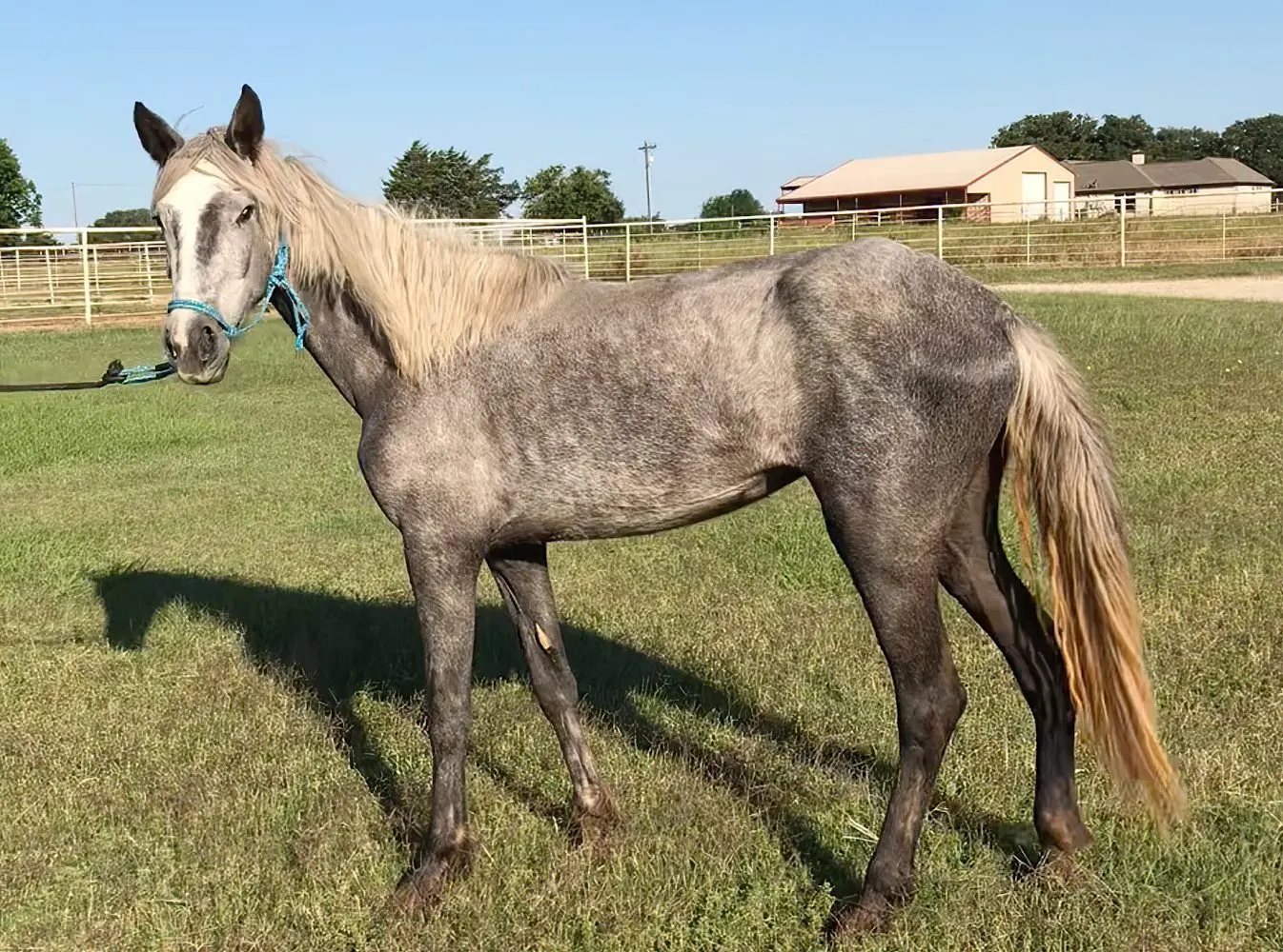 A WBF Rescue Horse, Zion, and youth advocate, Jocelyn