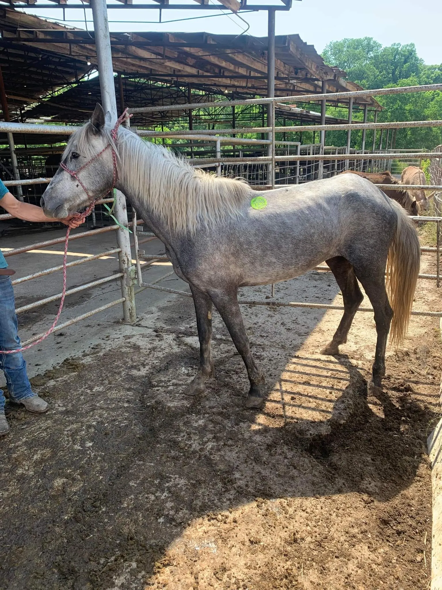 Whisper's first photo from the Louisiana kill pen, May 2022
