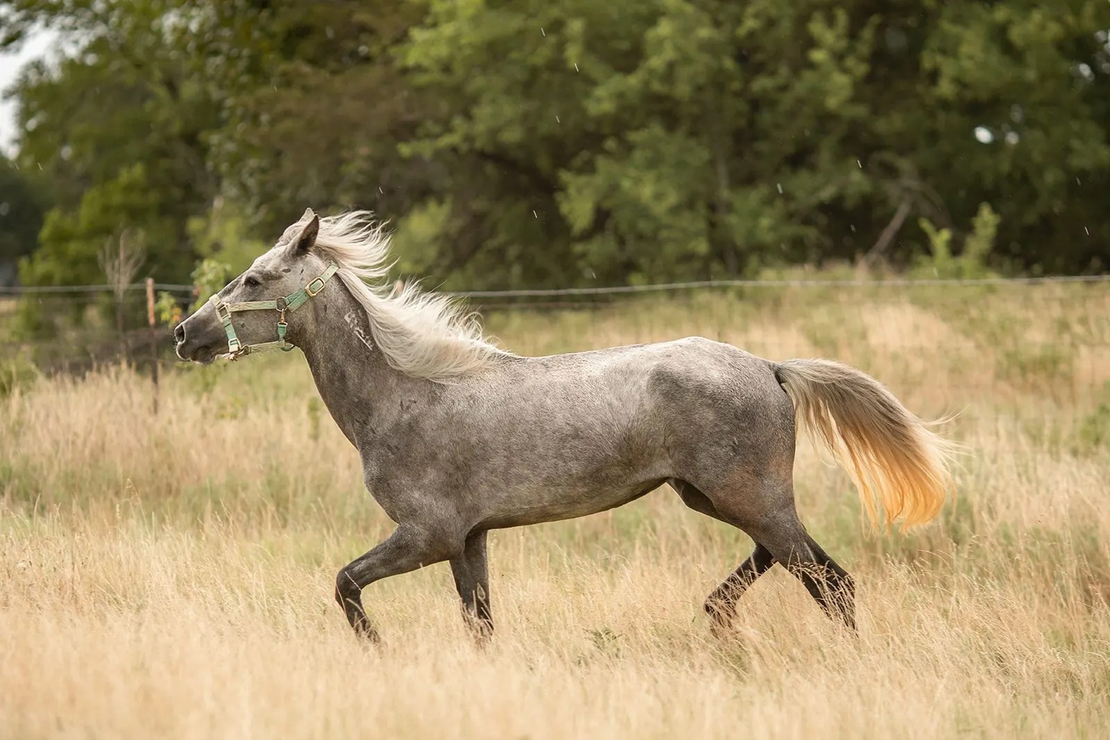 A beautiful shot of Whisper during her rehabilitation by Air Ponies.