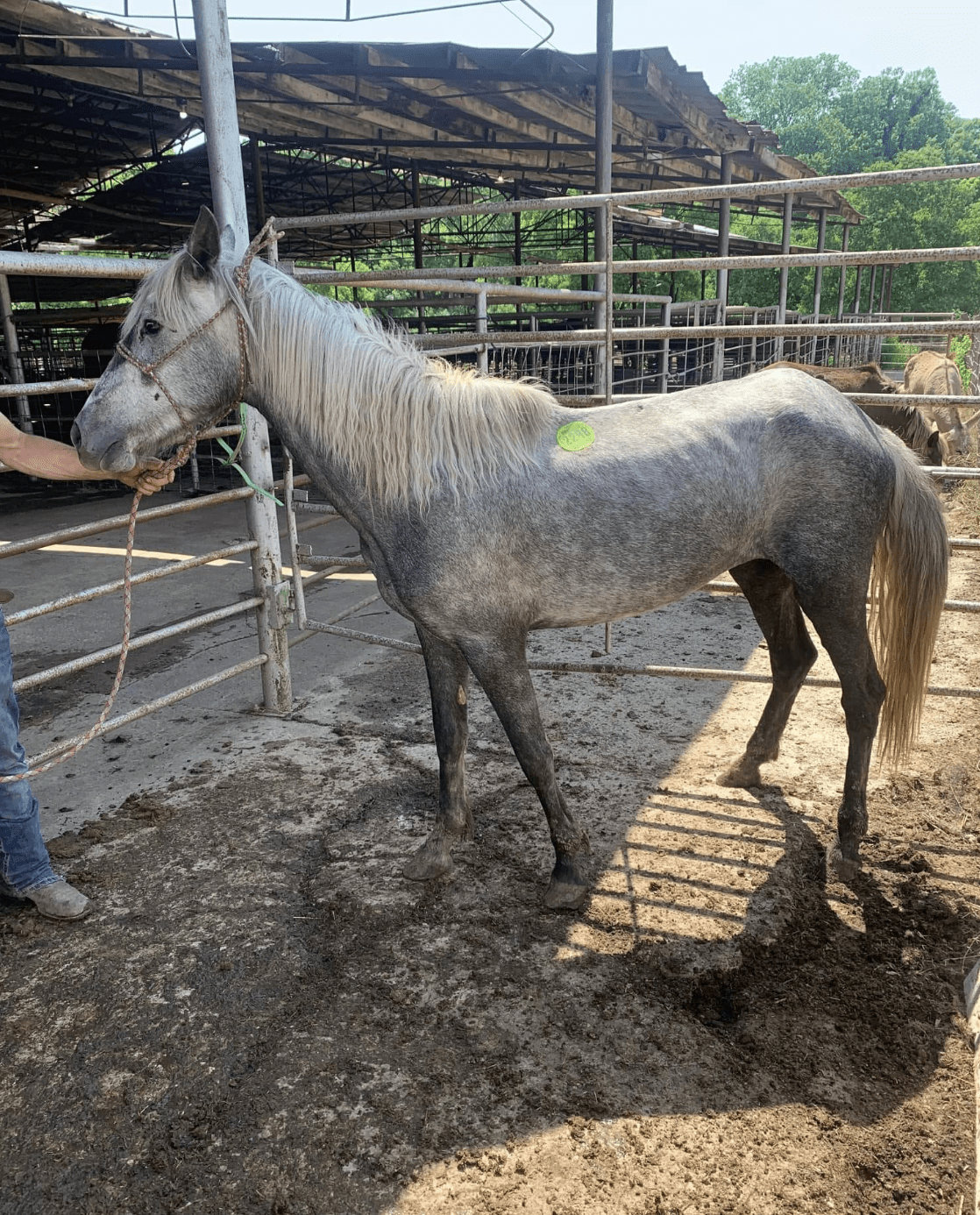 Whisper of the Wild before her rescue, thin and undernourished.