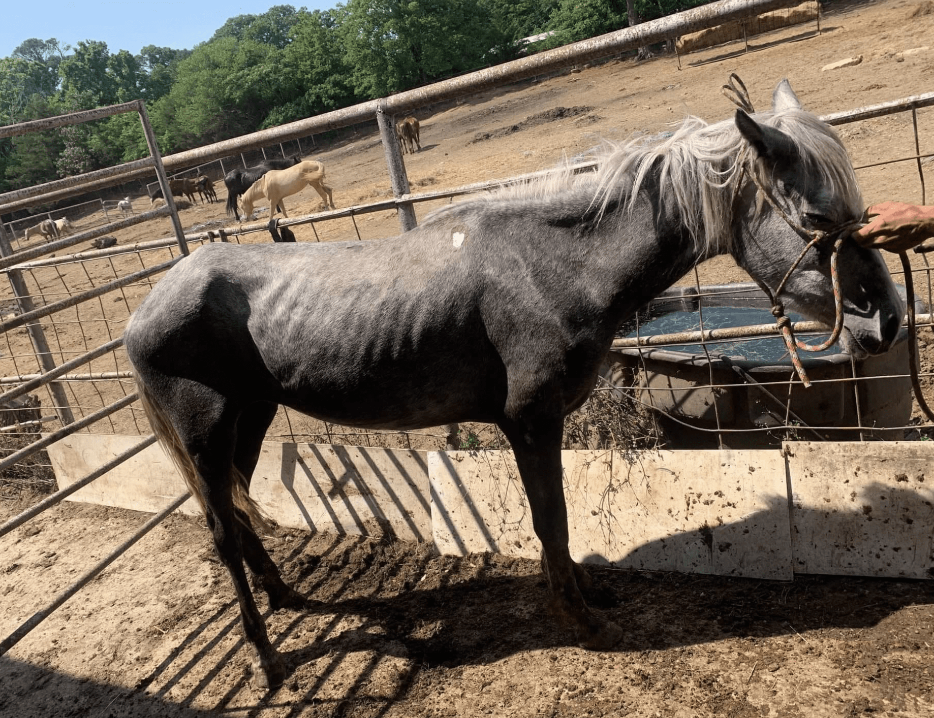 Whisper of the Wild before her rescue, standing in a holding pen.