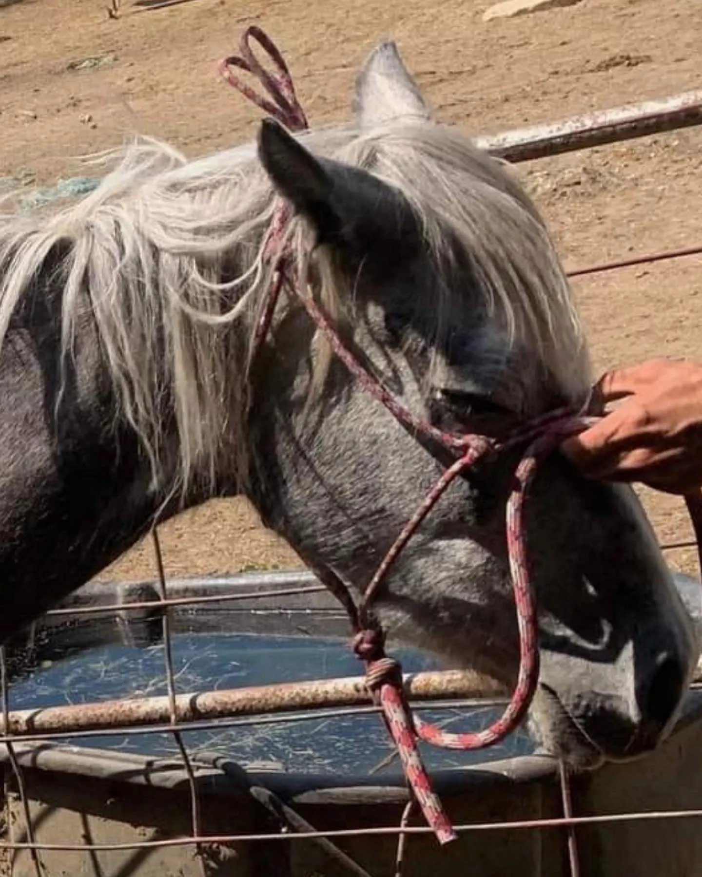 Whisper of the Wild before her rescue, showing signs of neglect.