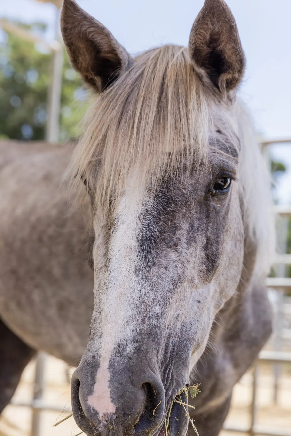 Mackenzie Foy with Whisper of the Wild in her forever home.
